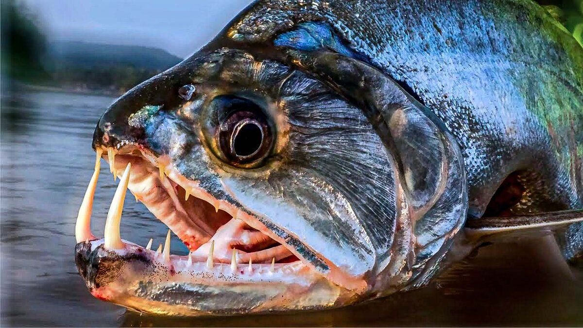 Как называется рыба которая есть людей. Скумбриевидный гидролик (Payara). Скумбриевидный гидролик рыба вампир. Паяра рыба вампир. Река Амазонка рыба Пиранья.