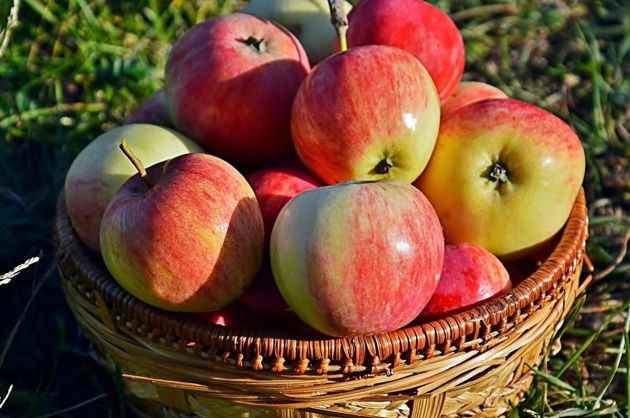 5 растений, которые вредят яблоням в саду. Избавьтесь от такого соседства, если хотите получать отличные урожаи яблок