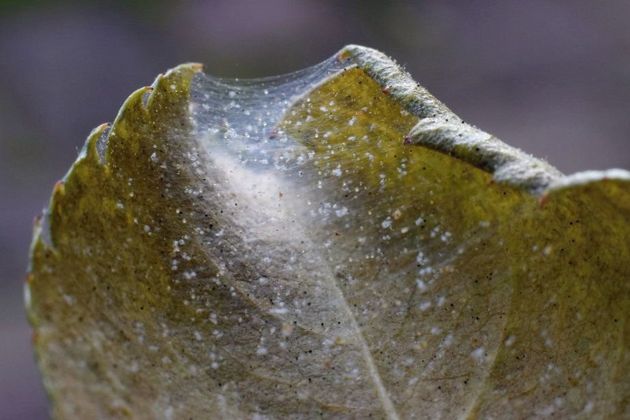 Паутинный клещ – серьезный вредитель садовых и горшечных растений