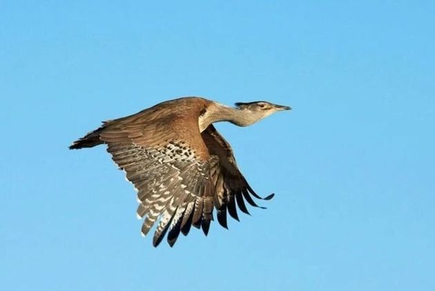 Дрофа Кори – самая крупная и тяжелая птица, которая умеет летать