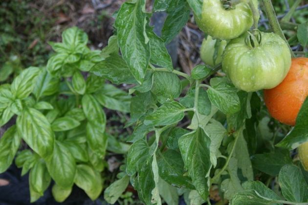 Какие растения - компаньоны для томатов, улучшающие показатели урожайности