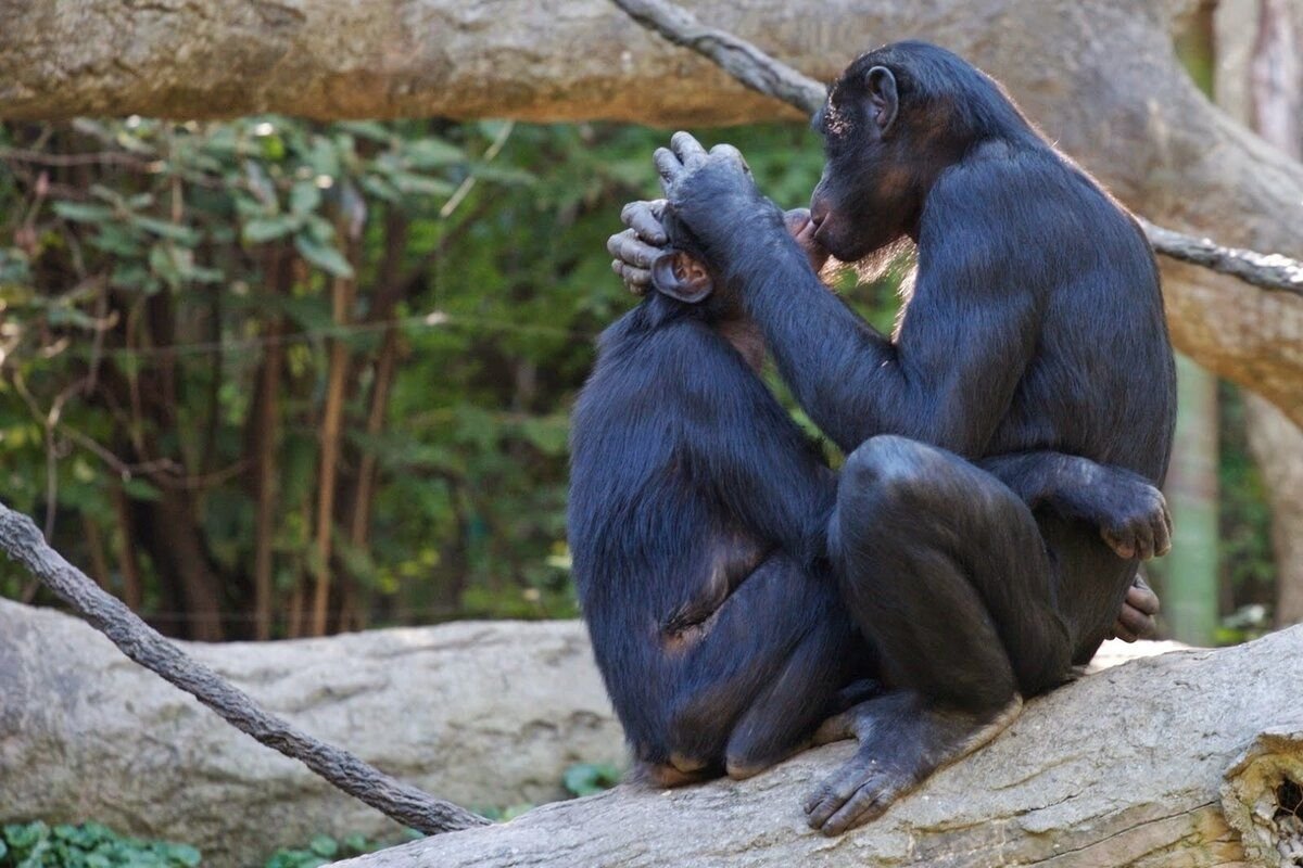 Спаривание 18. Шимпанзе бонобо. Шимпанзе бонобо самки. Шимпанзе бонобо спаривание. Обезьяна бонобо самец.