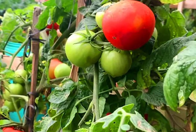 Простые 2 натуральные способа, после которых все Ваши помидоры вмиг поспеют и станут слаще