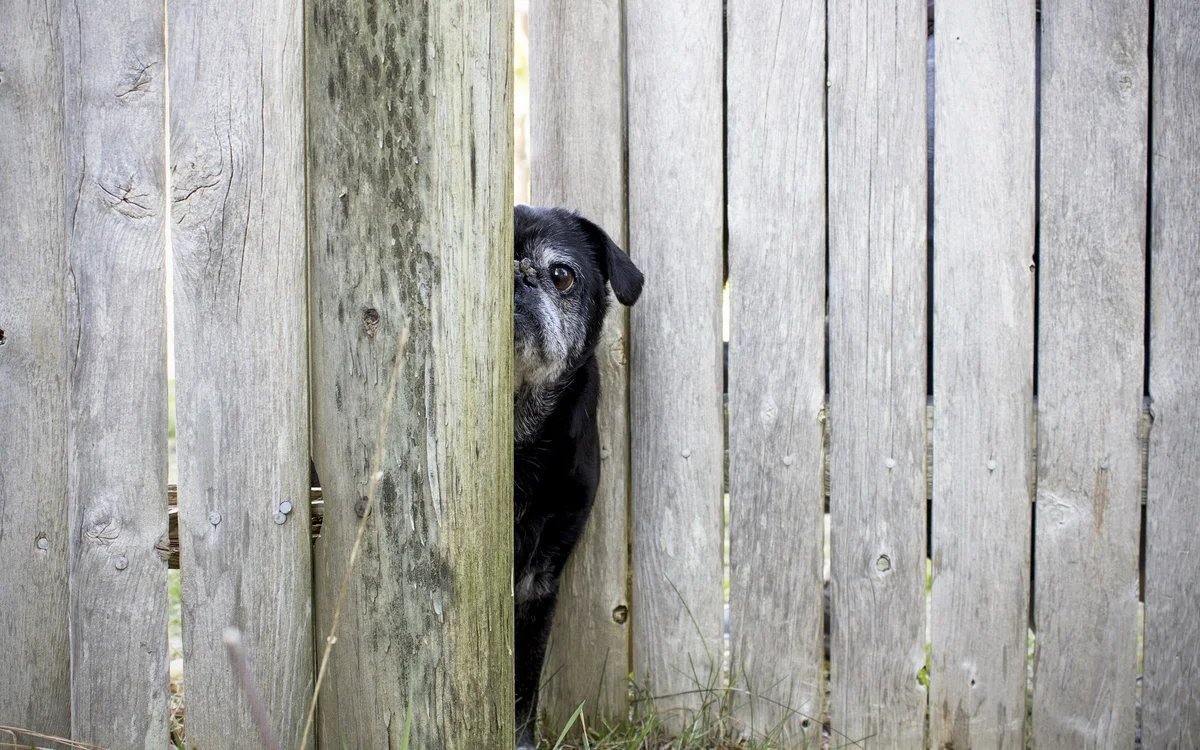 Позволяет видеть из за угла 8 букв. Собака на заборе. Собака выглядывает из за угла. Выглядывает из за забора. Собака за забором.