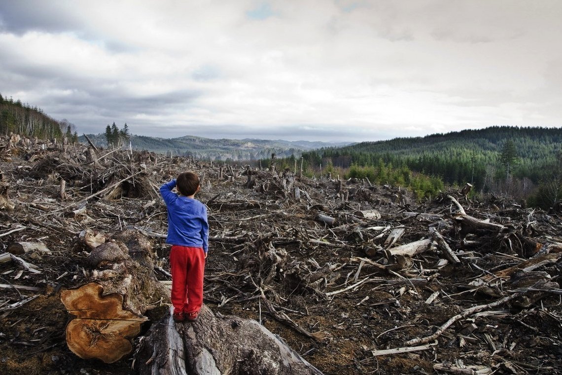 Экология тайги. Истребление лесов. Последствия вырубки лесов. Уничтожение леса. Вырубка леса в России.