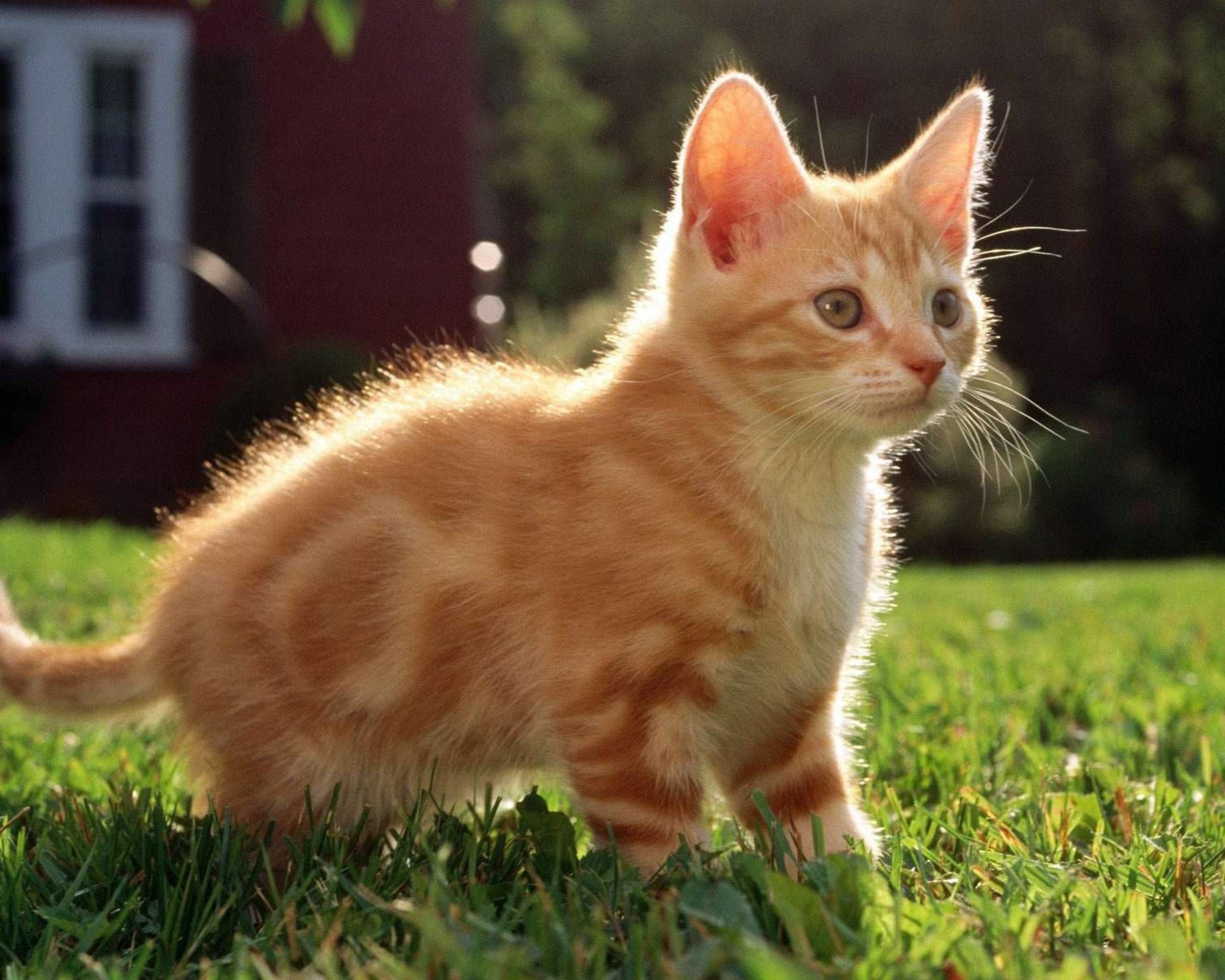 Картинки про. Рыжий котёнок. Рыженький котенок. Домашнее животные кошки. Домашние котята.