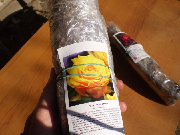 Особенности посадки чайно-гибридных роз весной