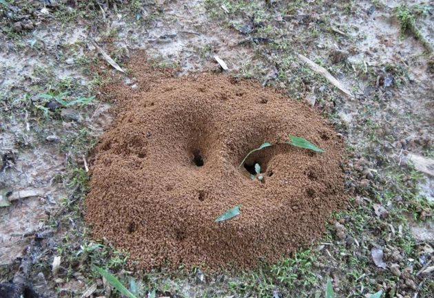 Угостите муравьев этим «десертом», и они вместе с тлёй исчезнут с участка