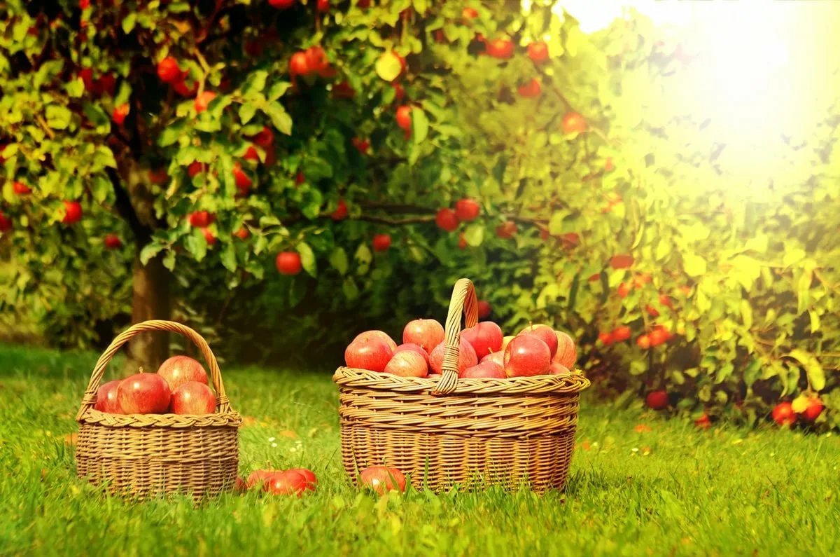 Осенний сад яблоки. Яблоки в саду. Фруктовый сад. Яблоневый сад. Фруктовые деревья для сада.