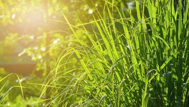 Как выращивать и ухаживать за растениями цитронеллы