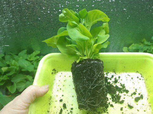 «Усилить мощный рост корней»: какое копеечное средство важно применить для рассады в этот период (не подкормка)