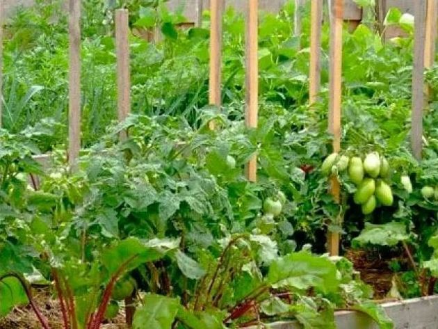 Как свёкла может помочь вырастить сладкие томаты в любом регионе