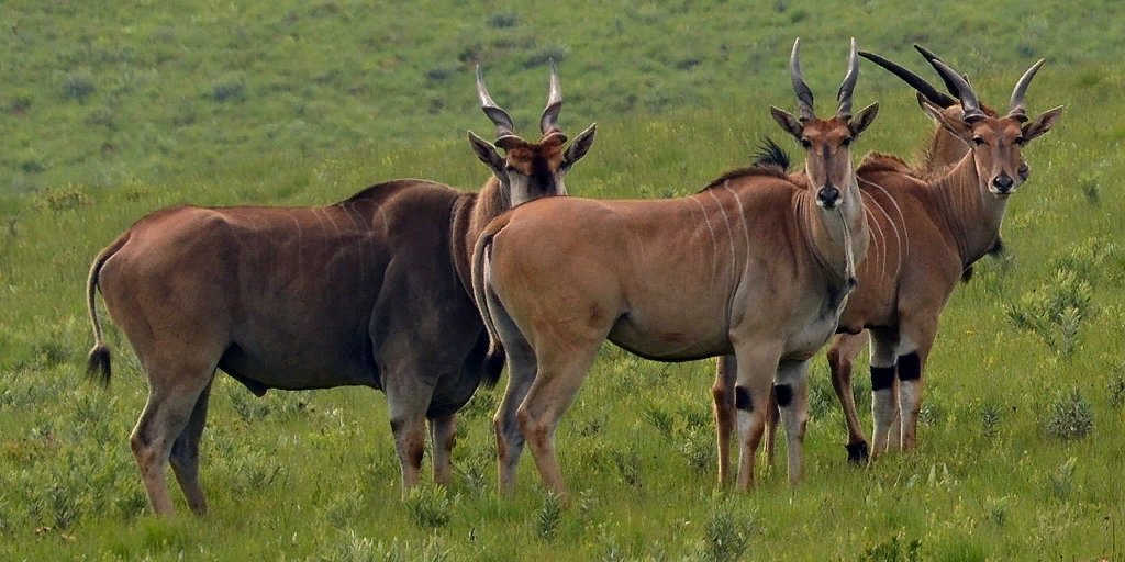 Особую группу из семейства полорогих образуют антилопы. Taurotragus Oryx. Западная Канна антилопа. Антилопа Орикс. Антилопа Канна обыкновенная.