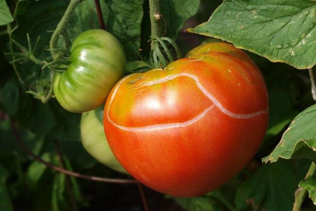 Почему у вас растрескиваются томаты
