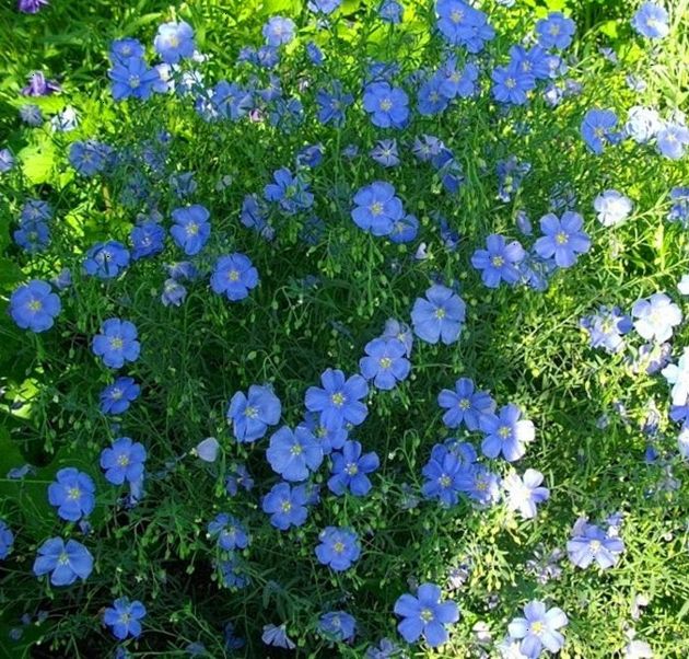 6 неприхотливых цветов, которые легко вытеснят любые сорняки на клумбах или в саду