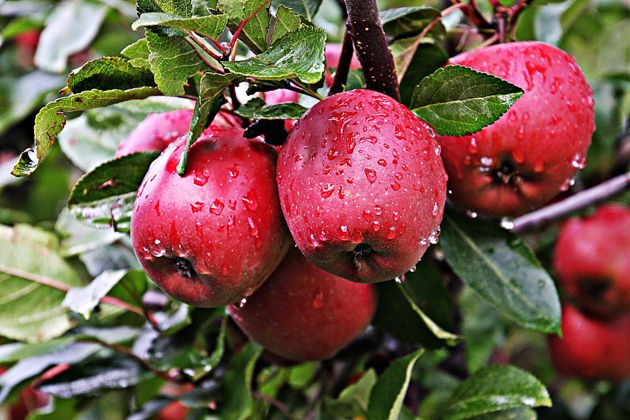 Можно ли вырастить яблоки на заболоченном участке