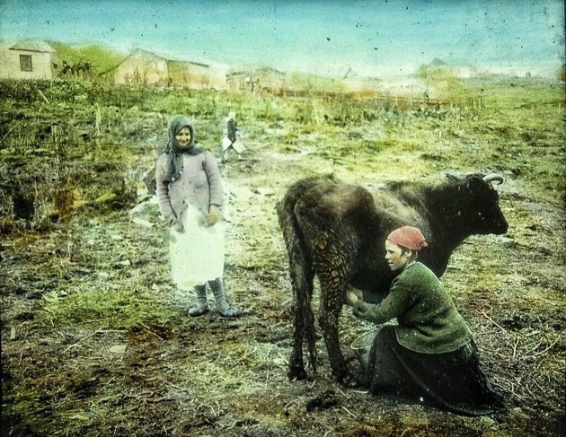 сибирячки одной из иркутских деревень доят корову летом 1919 года