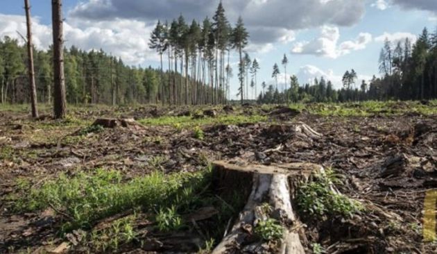 Как защитить деревья от вырубки? Деревенские мужики знают простой секрет, поэтому черные лесорубы больше не приходят в лес
