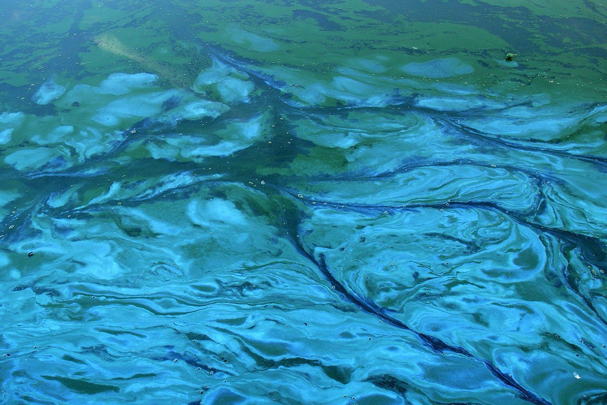 Зеленая вода в озере. Синезеленые цианобактерии. Цианобактерии сине-зеленые водоросли. Синезеленые водоросли цианеи. Синезеленые водоросли ядовитые.