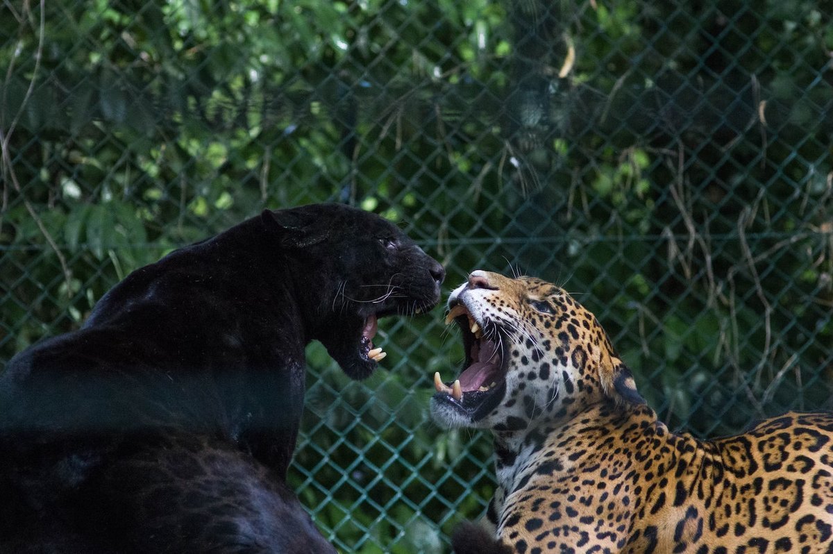 Кто сильнее ягуар или тигр. Леопард Ягуар пантера. Пантера это леопард или Ягуар. Леопард гепард пантера. Черная пантера Ягуар и леопард.