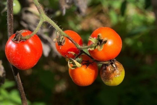 Спасти томаты от фитофторы поможет перекись водорода