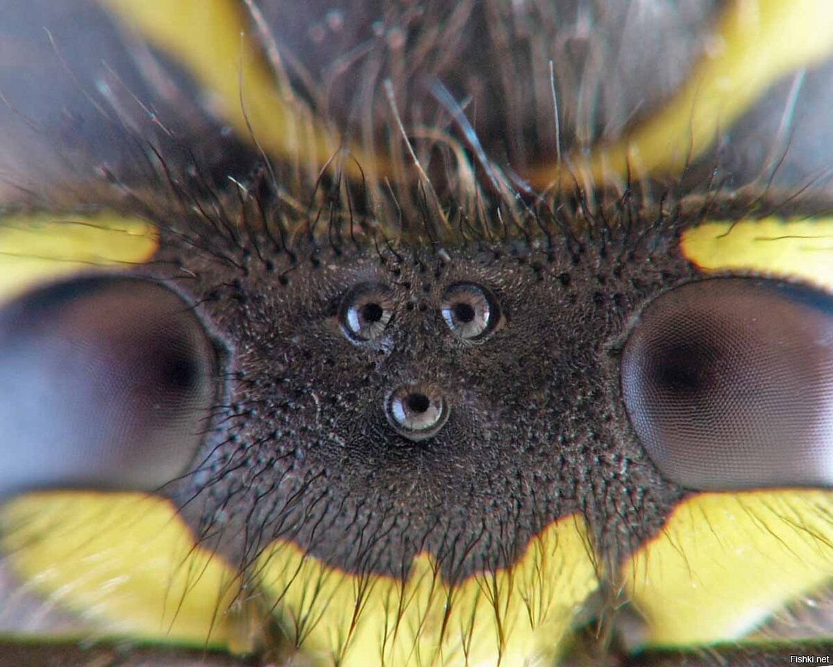 Глаза насекомых имеют. Глаза пчелы. Глаз пчелы под микроскопом. У пчелы 5 глаз. Глаза осы.