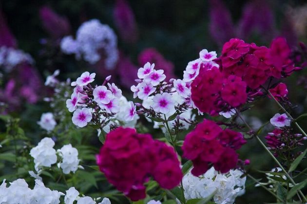 Простейшая подкормка для флоксов в саду. Шикарное цветение прекрасных растений долгое время без особых хлопот