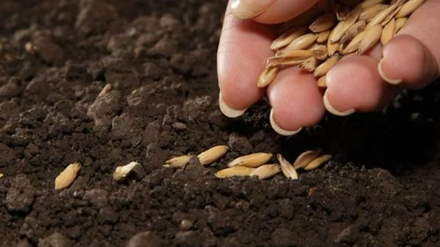 Посадка в домашних условиях из семян, когда сажать семена в 2021-2022 году, обработка семян, выращивание и уход