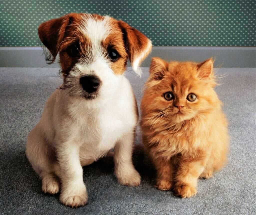 Картинки котят и щенят. Кошки и собаки. Щенок и котенок. Милые котики и собачки. Rjireb b CJ,FRB.