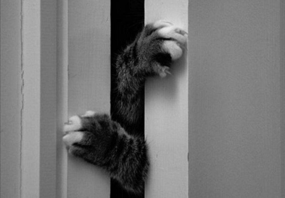 Я открыла дверь и вижу. Дверь для кота. Кот стучится в окно. Кот лезет в дверь. Кот скребется в дверь.