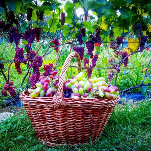 Как правильно посадить виноград в средней полосе и собирать большие урожай ежегодно. Посадка саженца винограда в Московской области. Виноград в...