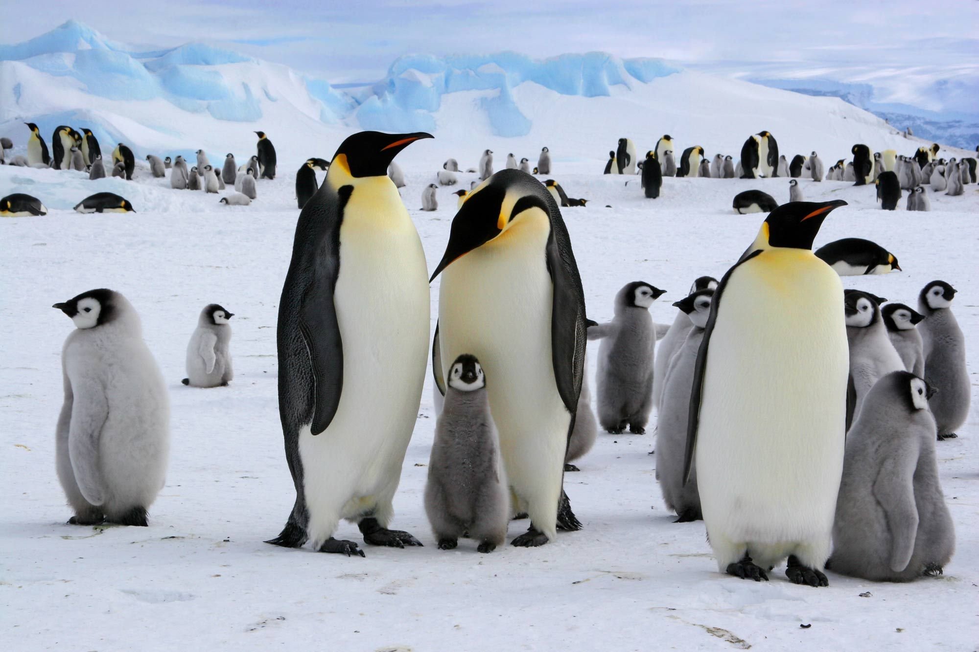 Пингвины живут на южном. Антарктический Императорский Пингвин. Императорский Пингвин в Антарктиде. Королевский Пингвин в Антарктиде. Животные Антарктиды Императорский Пингвин.