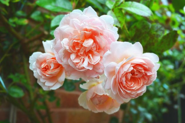 Плетистые розы. Сорта и особенности выращивания