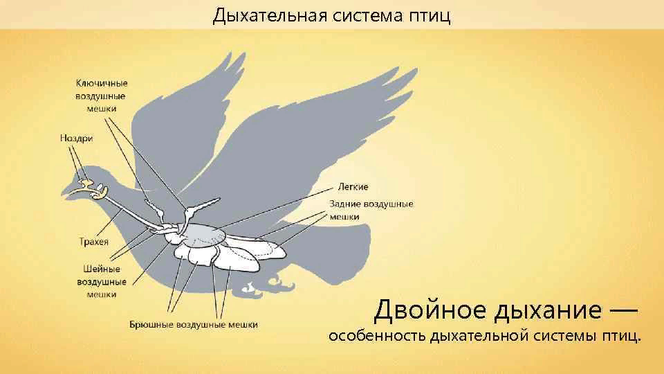 Дыхание птиц является. Строение органов дыхания птиц. Органы дыхания птиц схема. Строение дыхательной системы птиц. Дыхательная система птиц воздушные мешки.