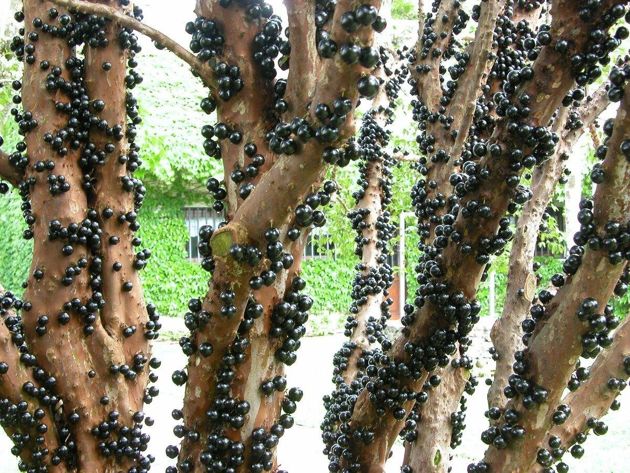 Жаботикаба (джаботикаба): дерево, ствол которого усеян плодами