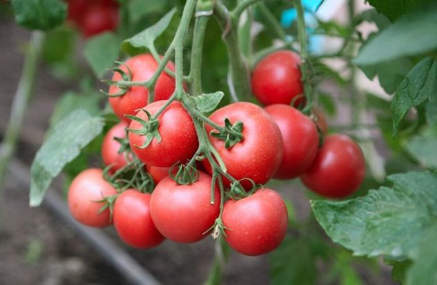 Самые стойкие сорта томатов к условиям выращивания и к заболеваниям по наблюдениям огородников