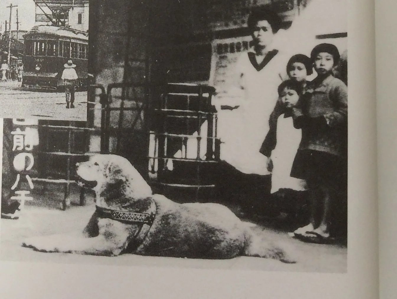 Год собаки верный. Хатико 1925. Хатико 1934. Хатико 1925 с хозяином.