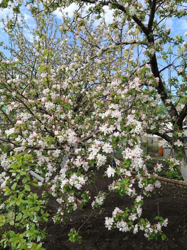 Яблоня не цветет и не плодоносит: самые распространенные причины