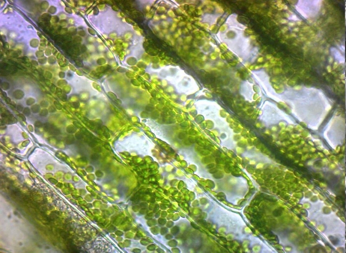Водоросли белок. Хлоропласты элодеи. Элодея хлорофилл. Элодея канадская микроскоп. Хлоропласты в листе элодеи.