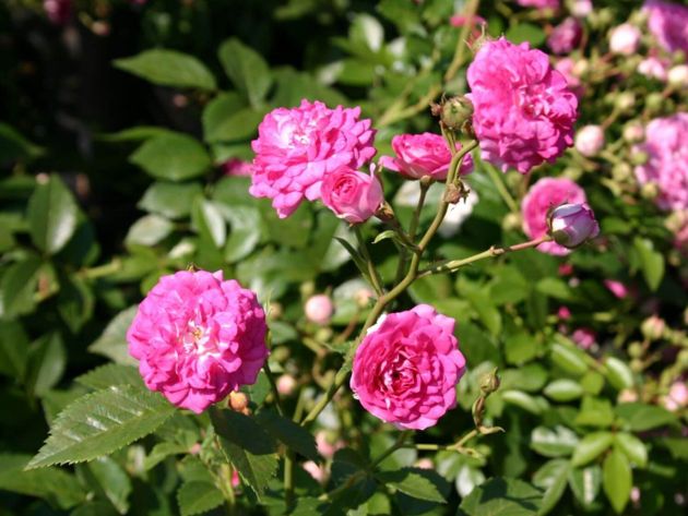 3 плетистые красавицы: сорта роз, которые способны покорить своим пышным цветом