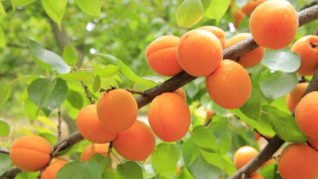 Как выбрать для посадки абрикос: рейтинг самых лучших сортов