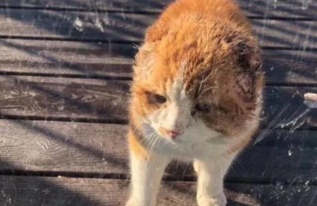 История как женщина нашла бродячего кота на улице, который потерял доверие к людям