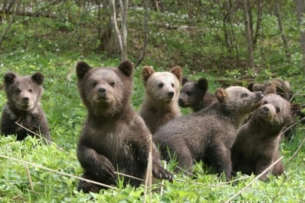 История семьи Пажетновых: как биологи вырастили и выпустили в лес 246 медвежат