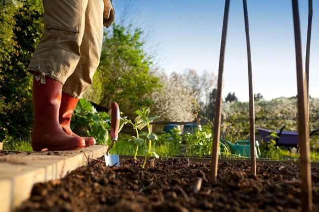 Какие основные работы нужно успеть сделать в саду и огороде в мае