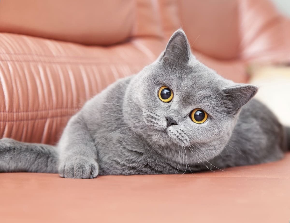Породы кошек серая британская. Британская короткошёрстная кошка. Британский короткошерстный кот серый. Британская кошка короткошерстная серая. Британская короткошёрстная кошка прямоухая.