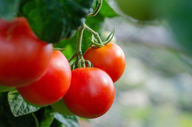 Выращивание томатов в закрытом грунте
