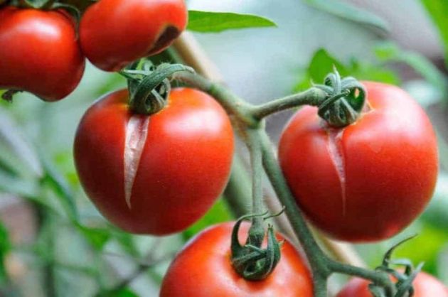 Почему растрескиваются помидоры и как этого избежать?