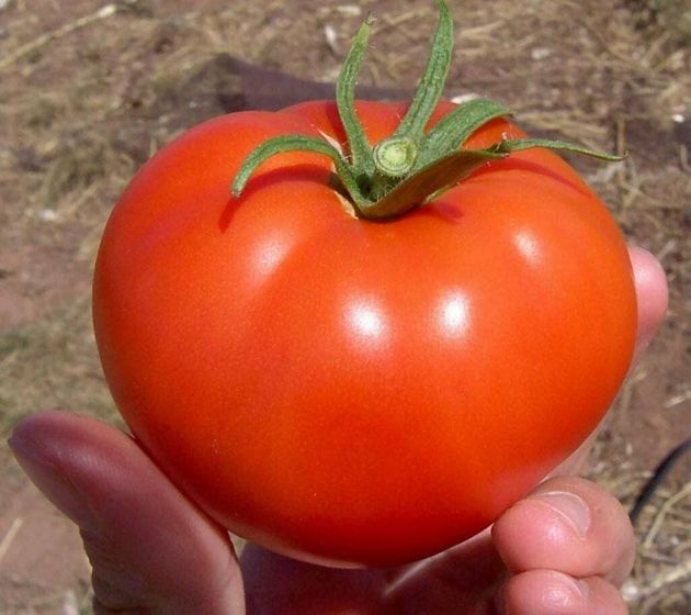 3 Сорта томатов специально для тех, кто приезжает на дачу только по выходным. Минимум затрат, но получаем стабильный урожай