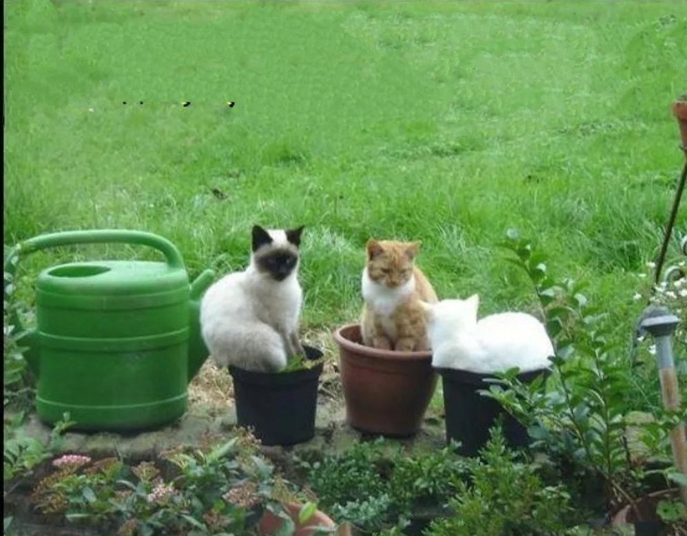 Переехала жить на дачу. Кот в огороде. Открытки про дачу прикольные. Котик на даче. Кот на грядке юмор.