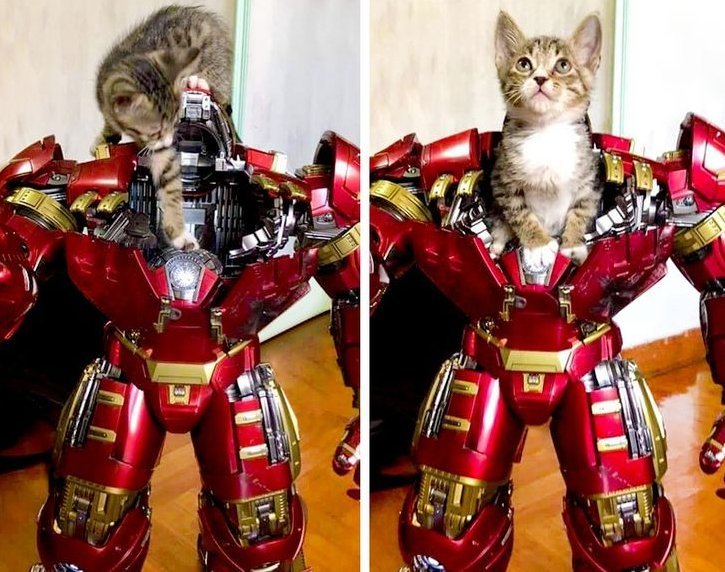 Включи железный кот. Железный кот. Костюм железного кота. Котик Железный человек. Металлический кот.